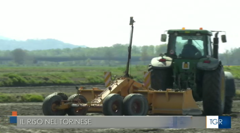 il riso san raffaele su tgr piemonte raitre